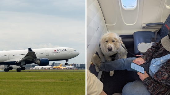 Мужчину заставили уступить место в первом классе собаке попутчика
