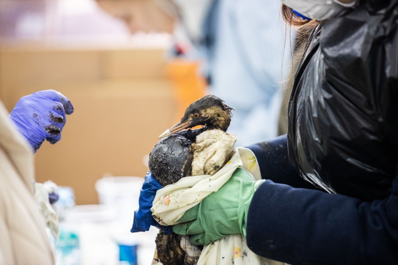 Репортаж с Черноморского побережья: как Анапа борется с экологическим бедствием. Боль, трудности и последствия ЧП