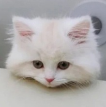 Котик Милый, г. Новосибирск