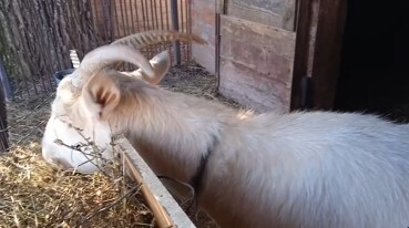 Козлятник и травяной рацион козы. Трава в тарелке и крыша над головой.