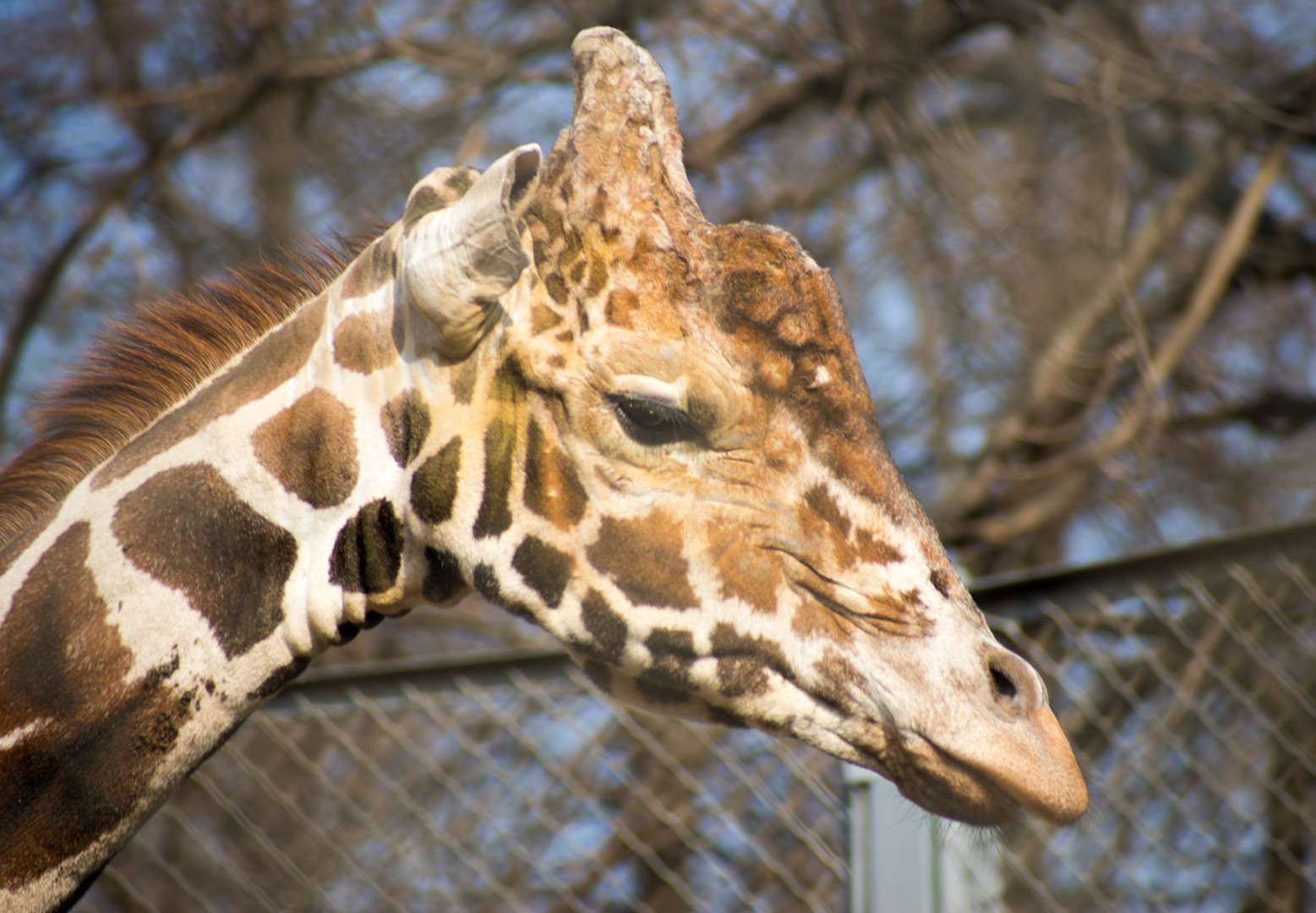 Стал чучелом. Умершего жирафа Самсона из Московского зоопарка выставили в музее