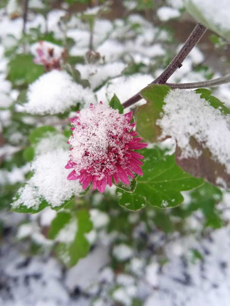 «Остановись, мгновенье!»- моя завершающая публикация за 2024 год на страницах журнала "Люблю цветы", один год на страницах журнала