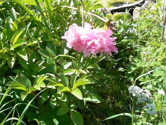 О тюльпанах, цветах, СССР, России, демографии и всём остальном. / Часть 1. «Меняю шубку на розы».