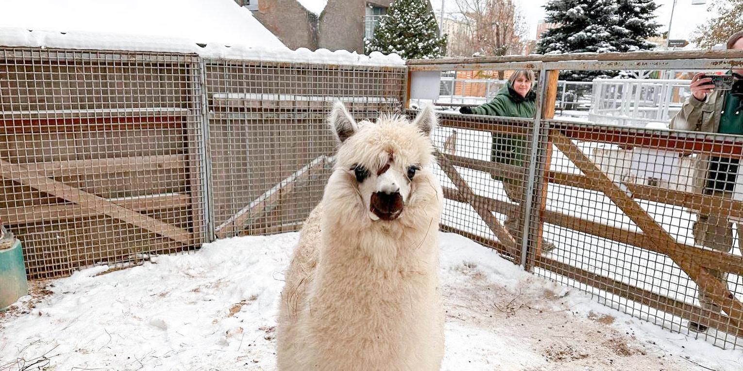 Осеннее пополнение в Московском зоопарке.