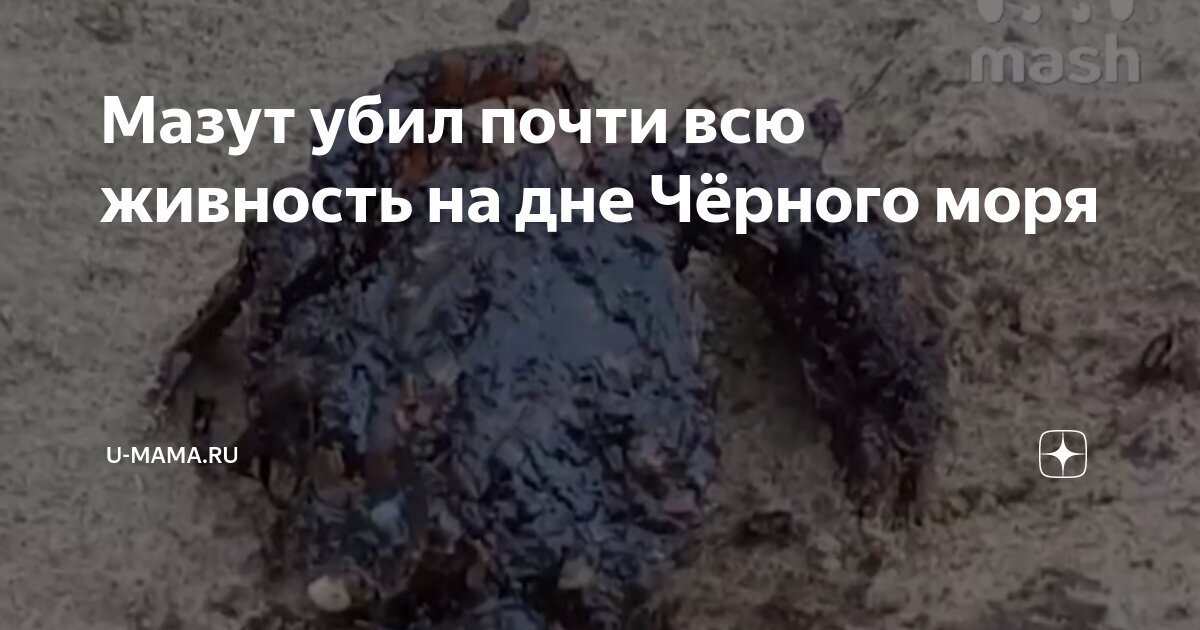 Смерть в черной жиже. Мазут убил почти всю живность на дне Черного моря в районе крушения танкера