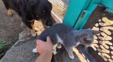 Дружба вне правил, почему кошка и собака дружат.