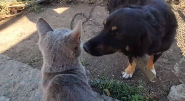 Дружба вне правил, почему кошка и собака дружат.