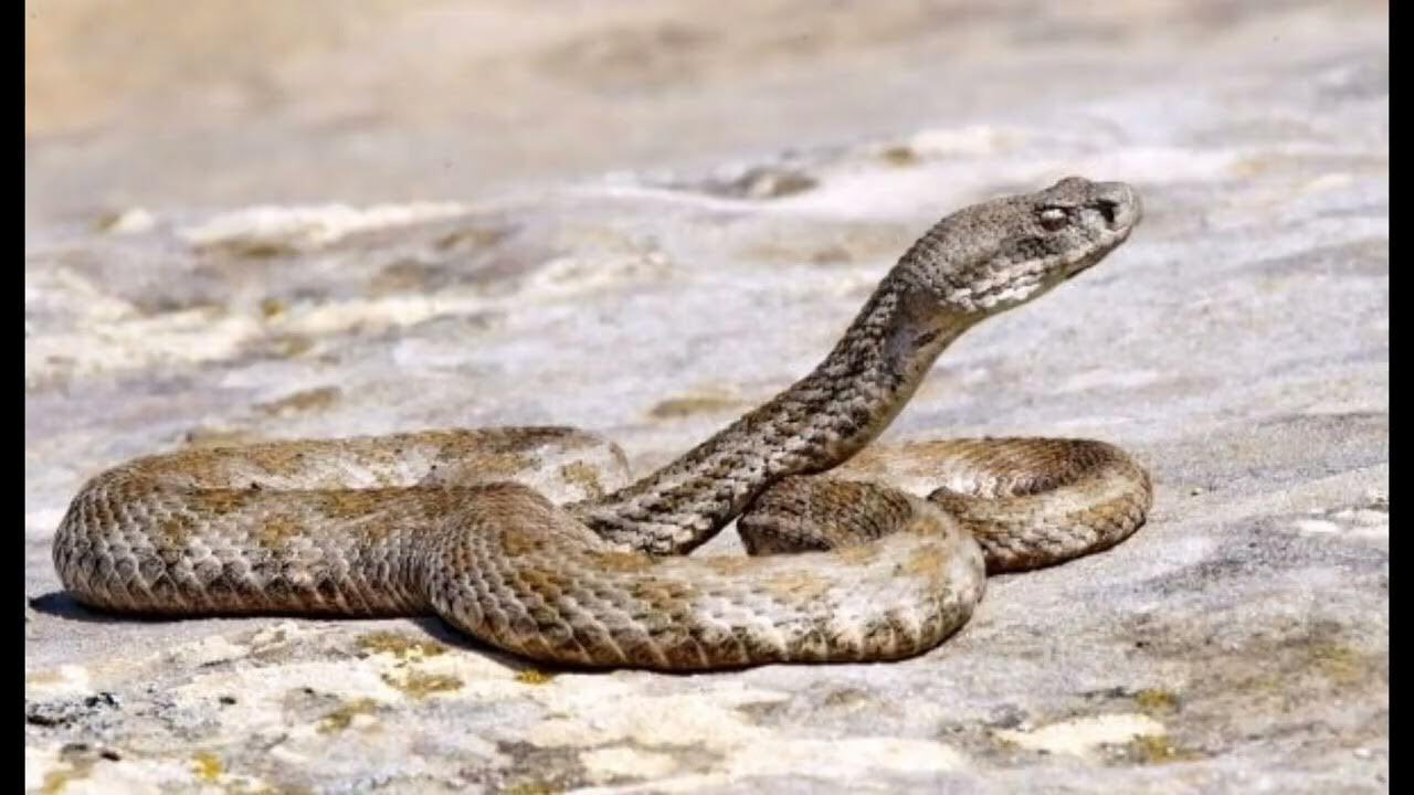 Змеи и налоги (о символе Нового 2025 года)