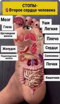 Стопы👣 — второе сердце человека: удивительная взаимосвязь
