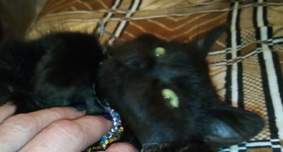 Вчера отравили мою кошечку Багирку и я реву всё время...