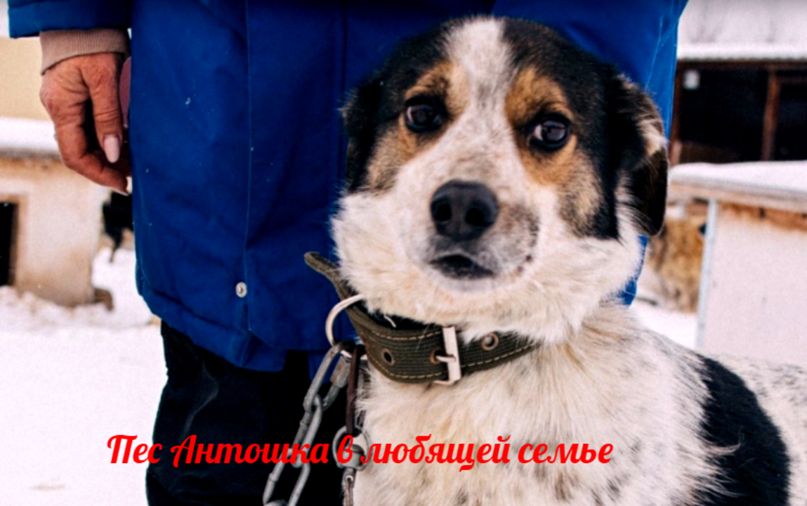 Чудо под Новый год: сердцу стать добрее не сложно