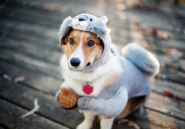 Нужна ли одежда питомцам?