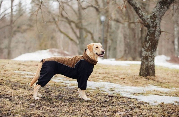 Нужна ли одежда питомцам?