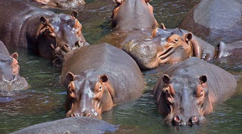 5 самых опасных животных в мире