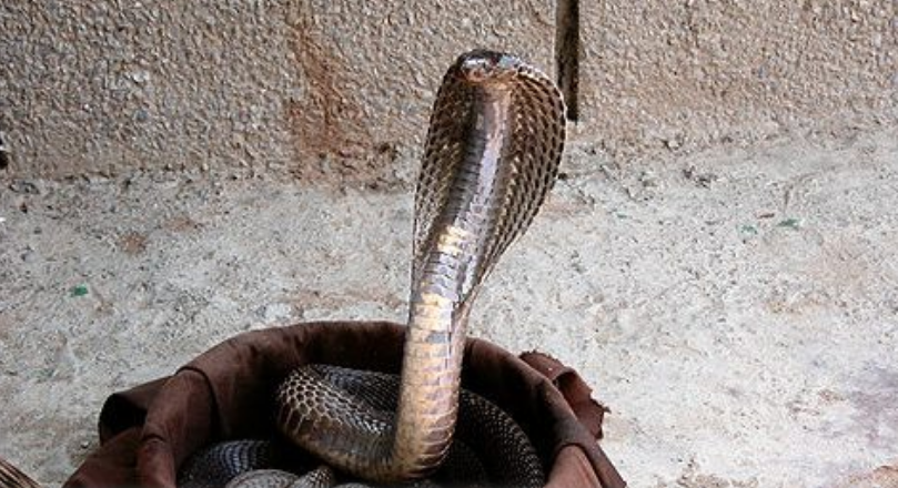 5 самых опасных животных в мире