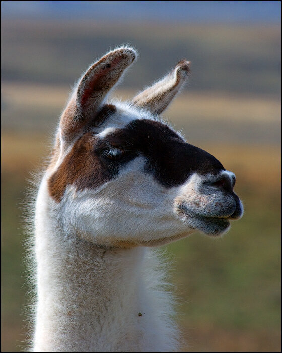 Знаки Зодиака с особым чувством собственного достоинства