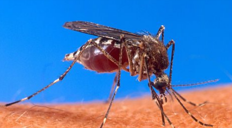 5 самых опасных животных в мире