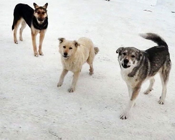 Кто ответит? В Астрахани за неделю бродячие собаки обгрызли тела двух человек