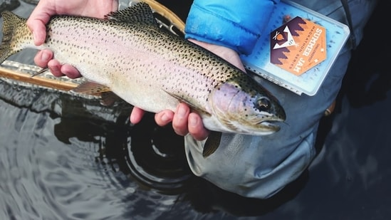 Бразильянка обнаружила рыбу с зубами, похожими на человеческие, во время ее приготовления на гриле