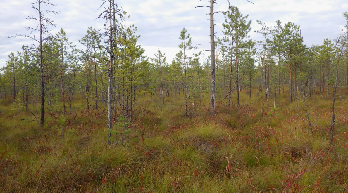 Почему мелеют и исчезают реки???