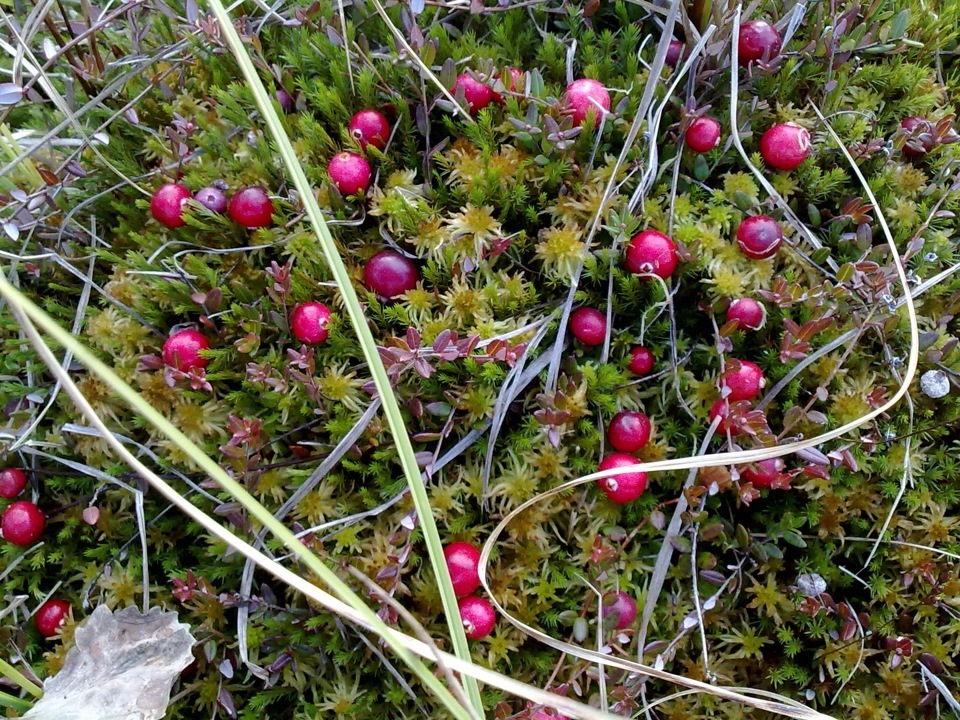 Почему мелеют и исчезают реки???