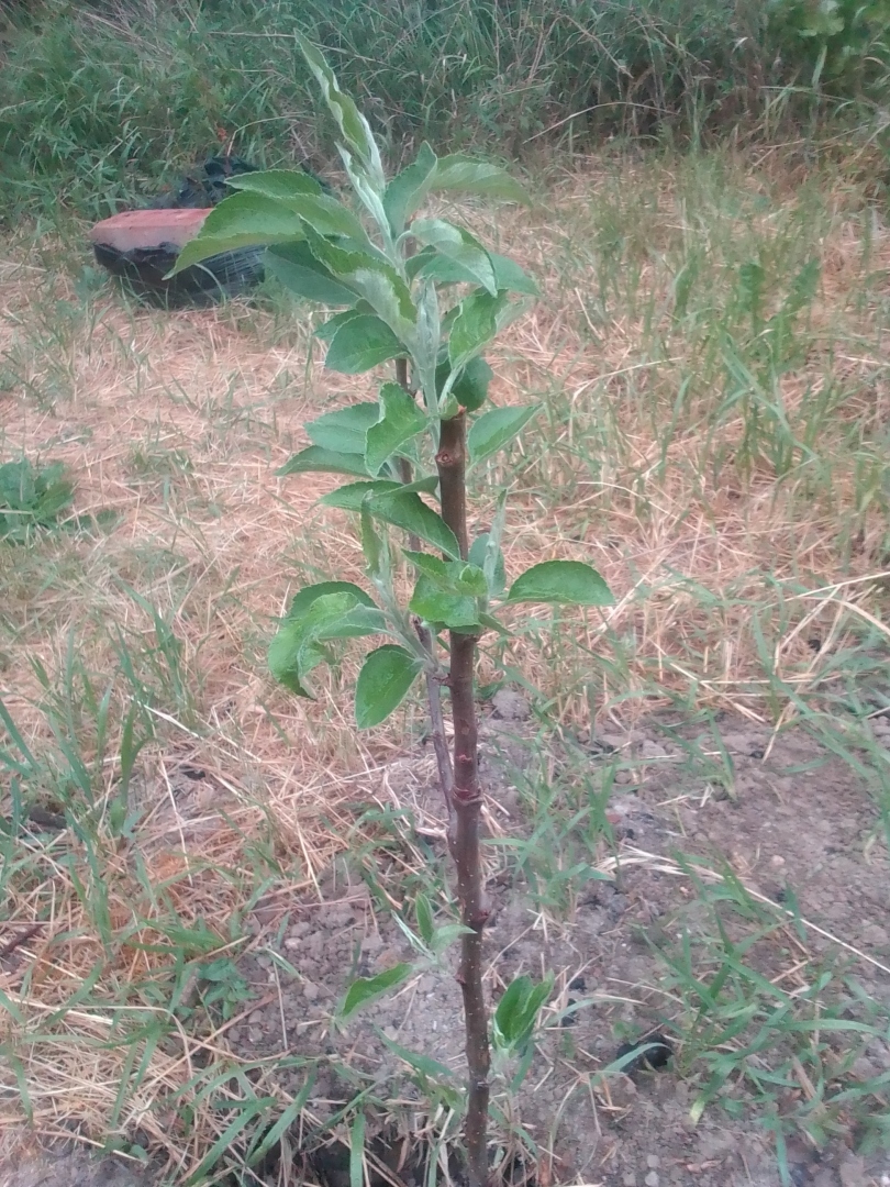 На государство надейся, а сам не плошай! Как жить многодетной семье без пособий
