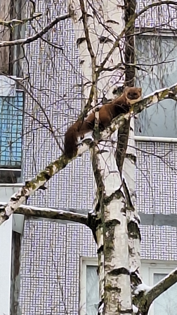 Из моих воспоминаний. Дикий охотник в городе