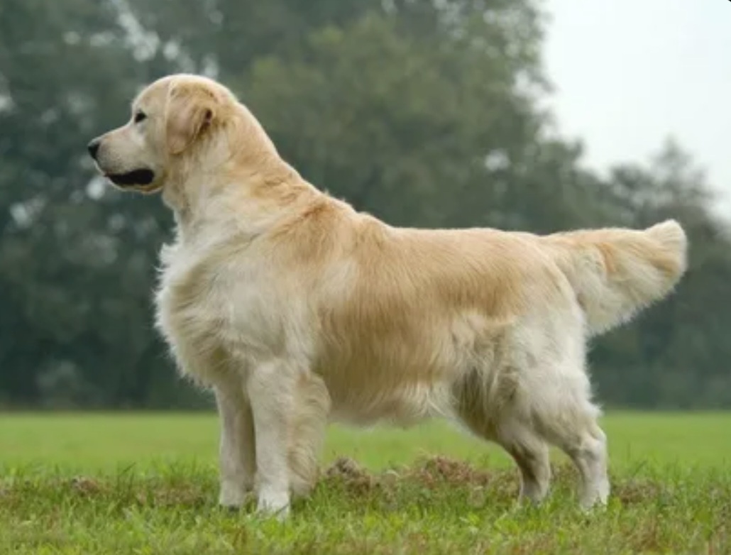 Топ-10 самых смышленых пород собак. Обучение и общение