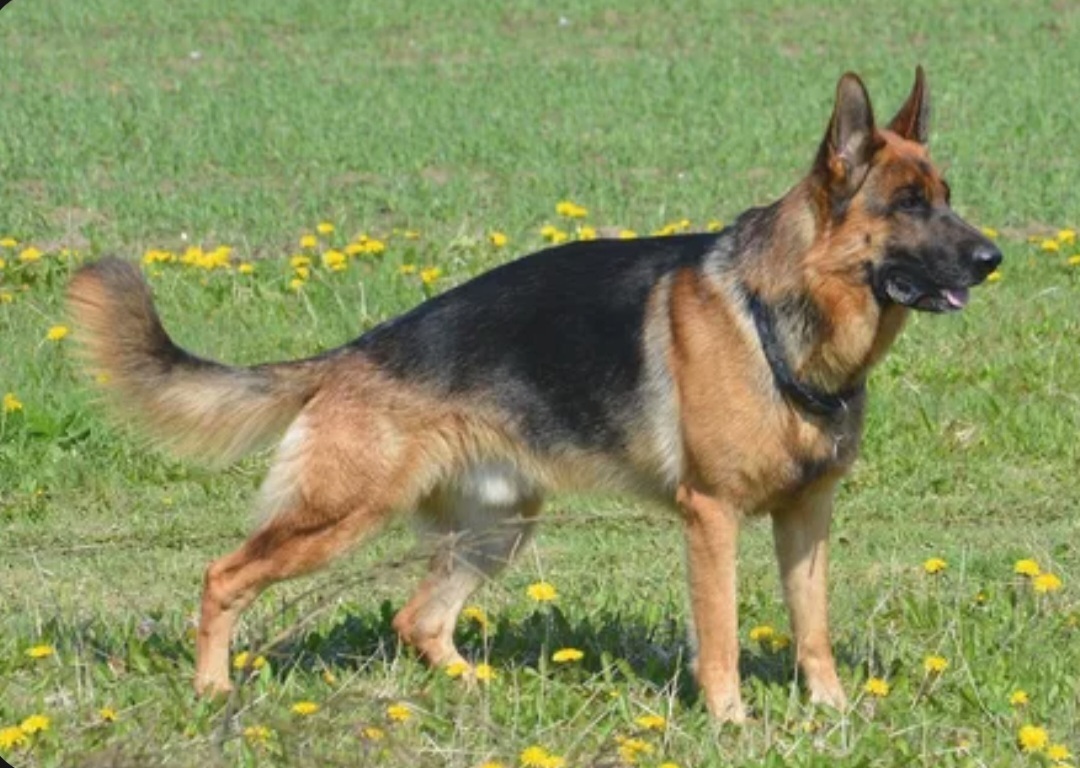 Топ-10 самых смышленых пород собак. Обучение и общение