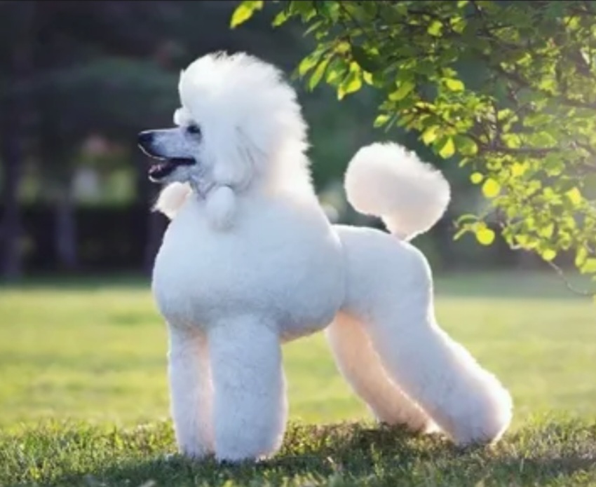 Топ-10 самых смышленых пород собак. Обучение и общение