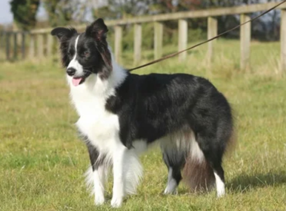 Топ-10 самых смышленых пород собак. Обучение и общение