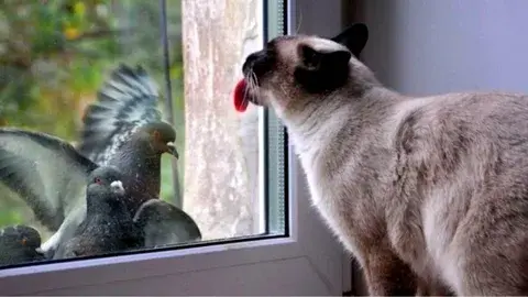 Почему кошки любят смотреть в окно