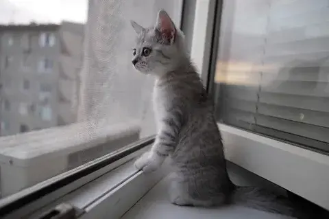 Почему кошки любят смотреть в окно