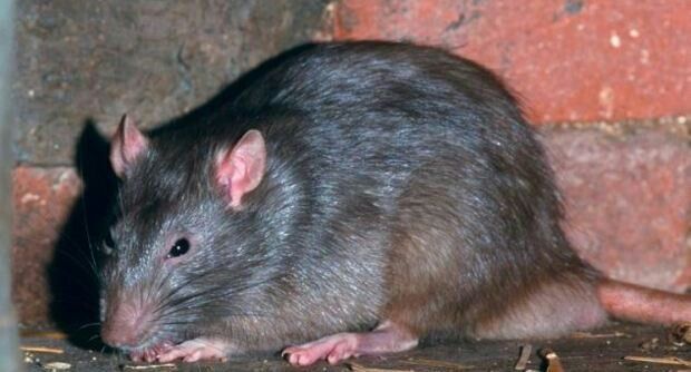 Дети в опасности: в Подмосковье крыса забралась в коляску и покусала младенца