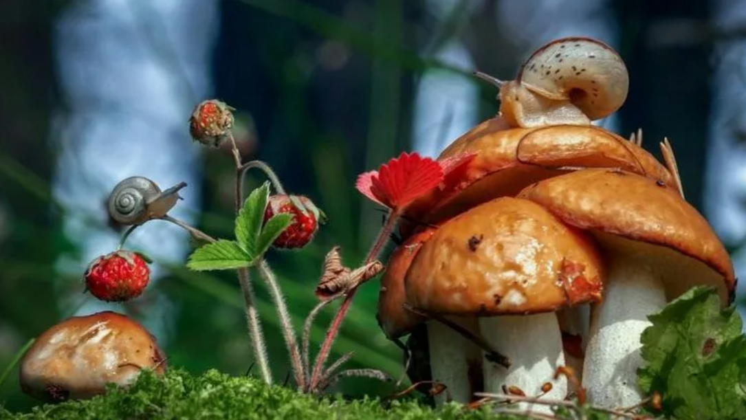 Таинственные и в шляпках... Полезные свойства грибов