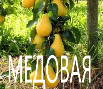 Готовь планы посадки зимой, а саженцы высаживай весной! Часть первая: Груши.