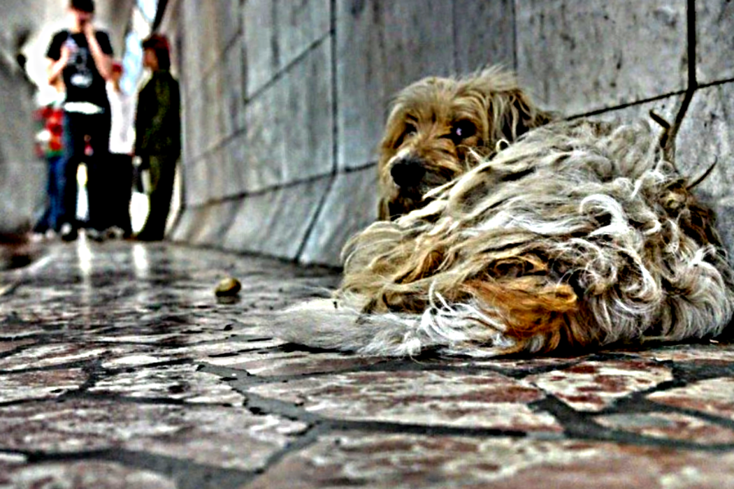 Лучший друг или ненужная вещь