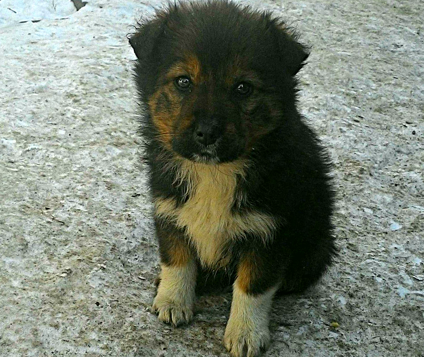 Лучший друг или ненужная вещь