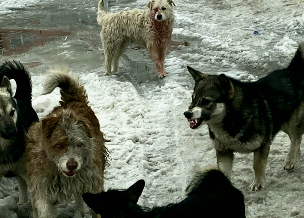 Лучший друг или ненужная вещь