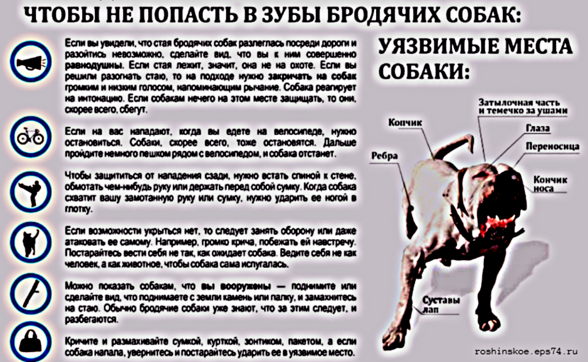 Как спастись от “бандитов” на 4-х лапах