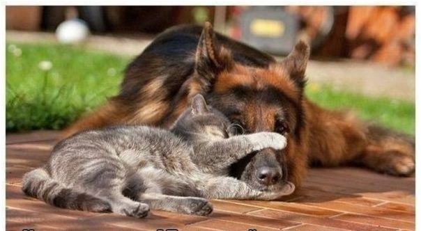 Юмор в картинках. Животные