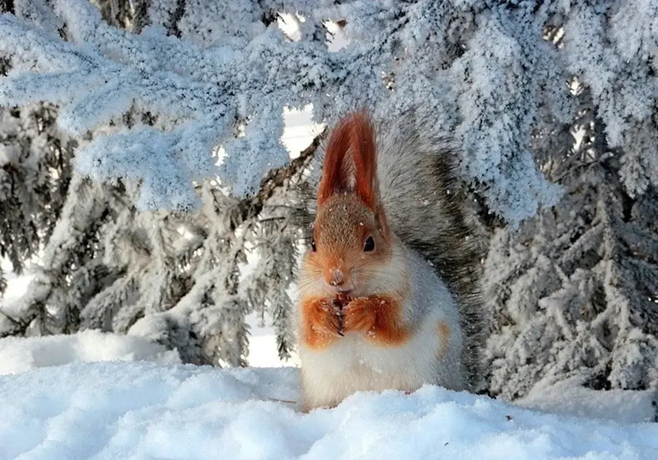 Новое в законодательстве России с 1 февраля 2025 года