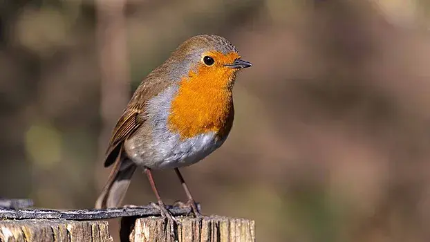 Зарянки возвратились в Москву по причине необычно теплой зимы.