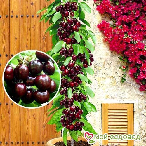 Готовимся к посадке саженцев с зимы! Глава вторая: Черешня!