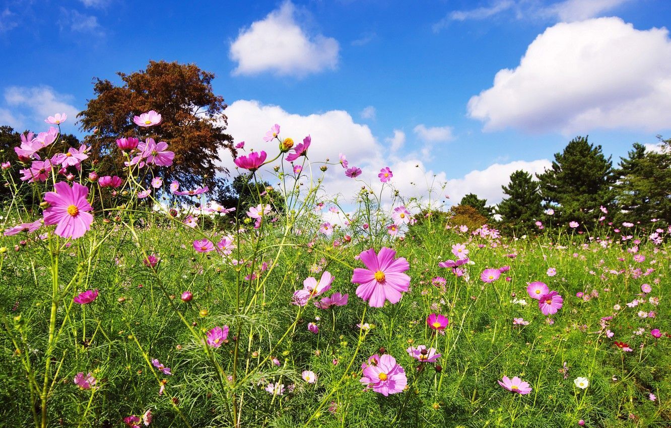 Каким будет лето 2025 года в России: прогноз погоды