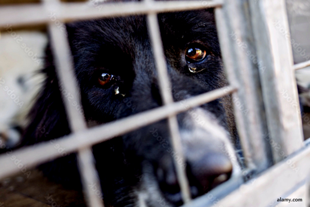 Разлука, жестокость, обман и счастливое будущее