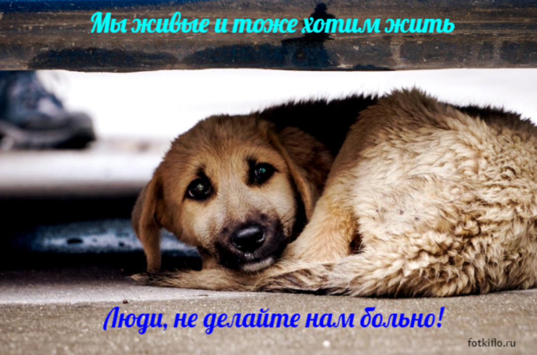 Разлука, жестокость, обман и счастливое будущее