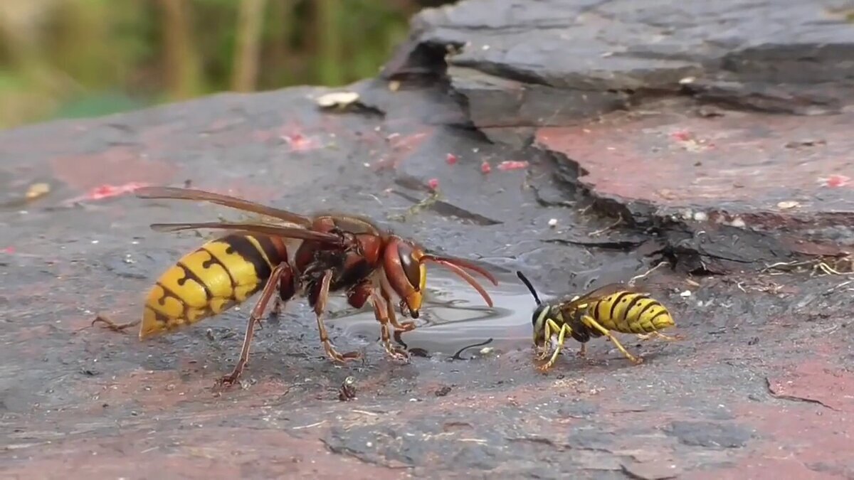 Шершни! А Вы их видели?