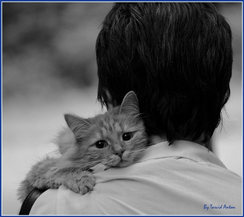 Усатый «Хатико». Кот 7 лет не отходит от могилы хозяина, которого потерял ещё котёнком