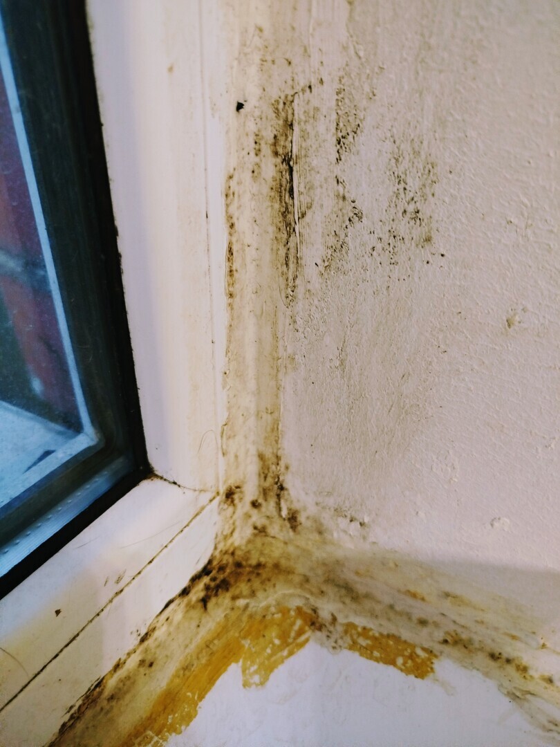 Самое ужасное домашнее задание по биологии. 5 класс. Учителю не понравилась плесень